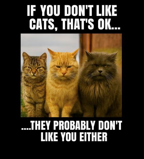 cats dont like you 499.jpg